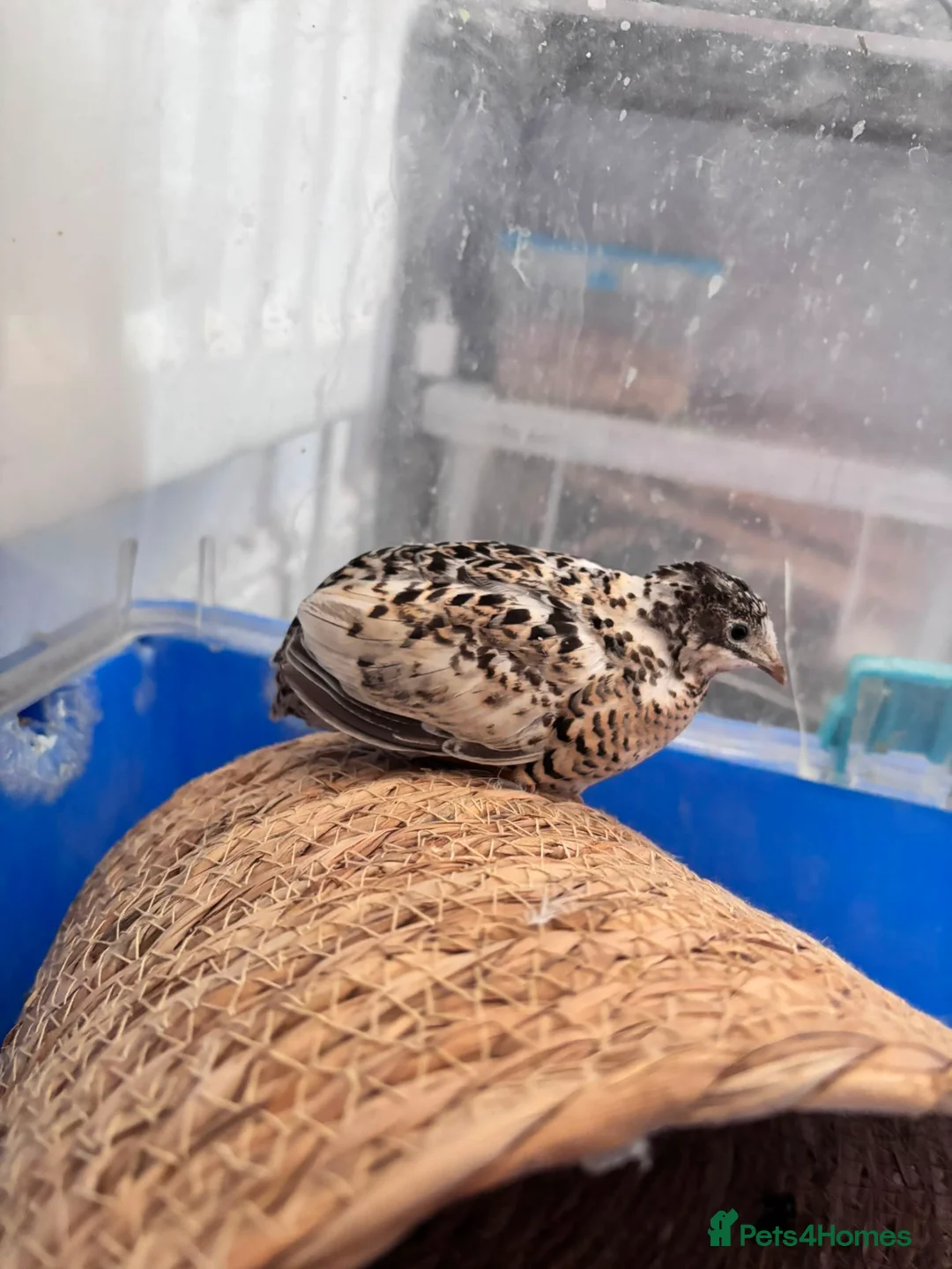 Quail poultry for sale: 2 female button quail - Advert 2