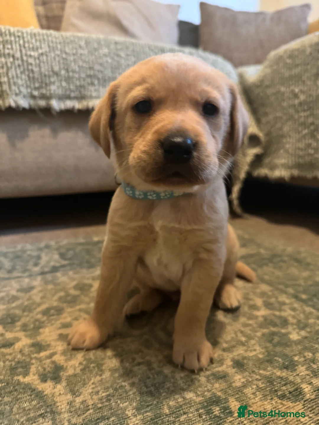 Labrador Retriever dogs for sale: Beautiful KC registered Lab boys  - Advert 22