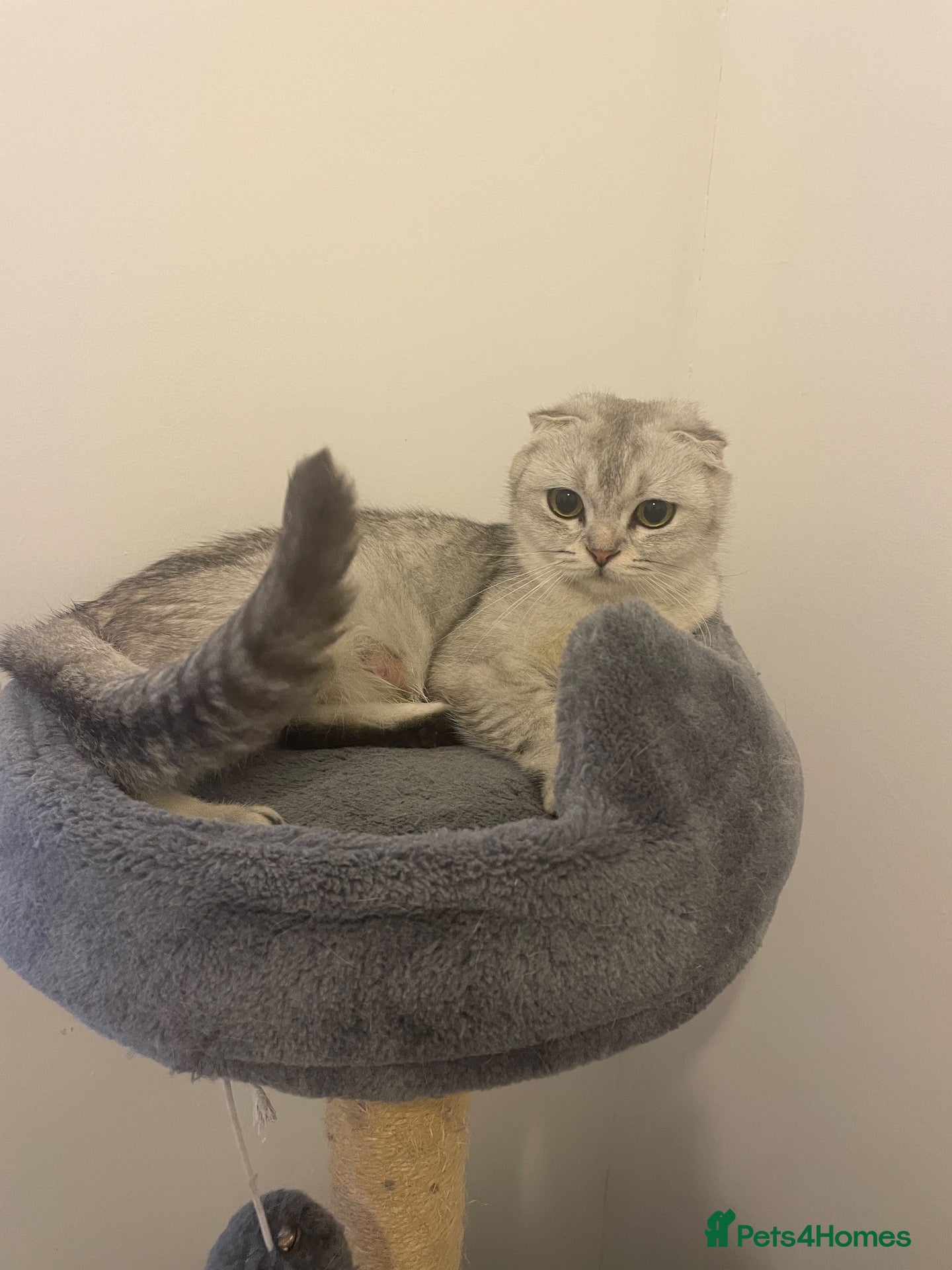Scottish Fold cats Adorable Scottish Fold Kittens for Sale  - Advert 2