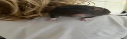 Rat rodents for sale: Two male rats with huge enclosure - Advert 3