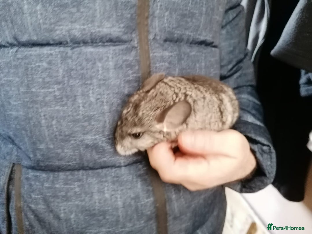 Chinchilla rodents for sale: Little boys - Advert 2