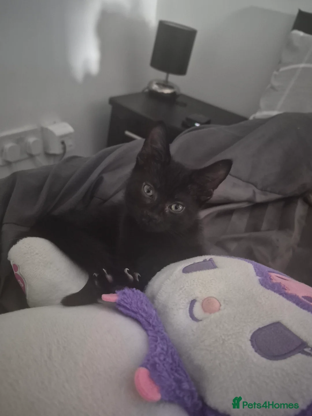 Mixed Breed cats for sale: Kitten for sale in Halifax - Advert 2