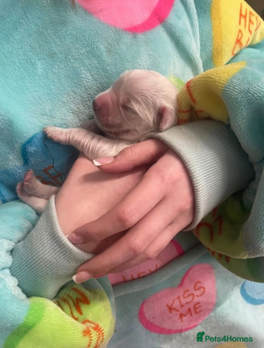 Golden Retriever dogs for sale: ✨Gorgeous Golden Retriever pups 🐶 ✨ in London - Advert 2