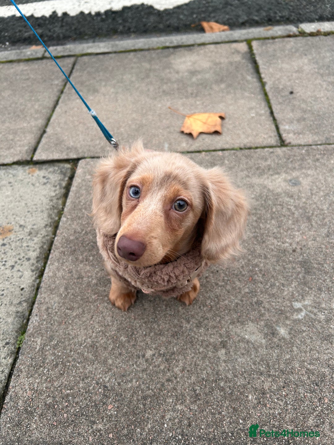 Miniature Dachshund dogs for sale: Miniature dachshund puppy - Advert 2