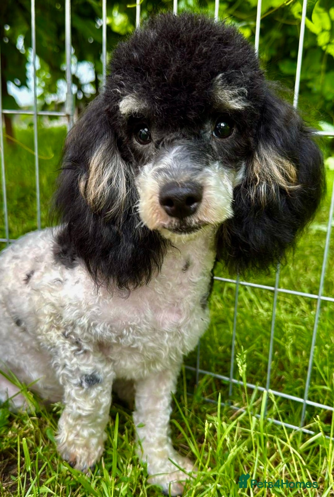 Poodle dogs for adoption: Zorro and Oreo: Two Little Souls Abandoned to Die - Image 11