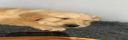 Golden Retriever dogs for sale: Golden retriever  in Romford - Advert 18