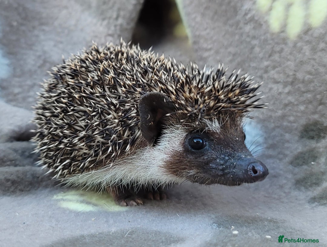 Pygmy Hedgehog rodents for sale: African Pygmy Hedgehog Hoglets  - Image 6