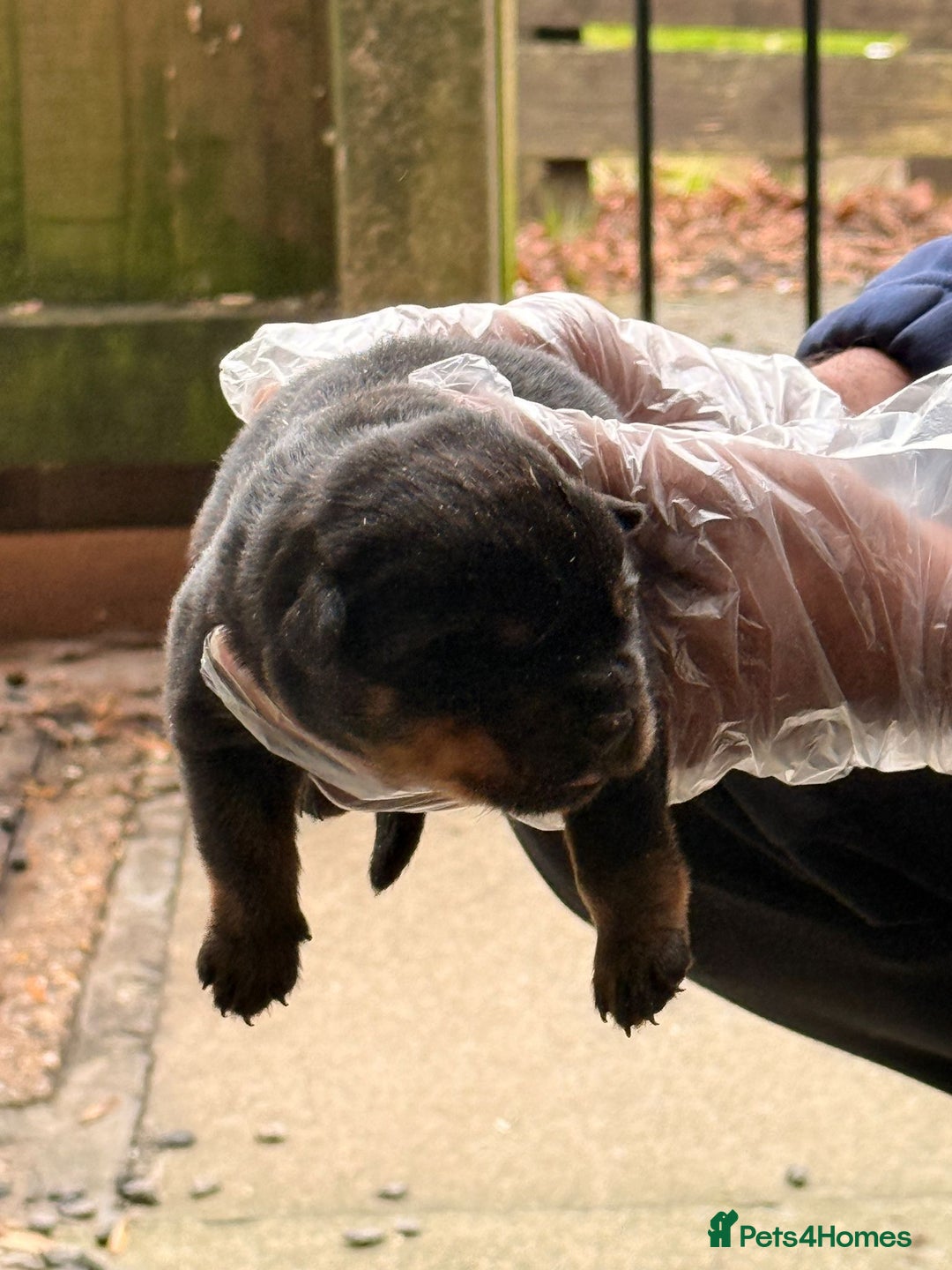 Rottweiler dogs for sale: Top quality kc pups for sale timitor X edelstein - Advert 9