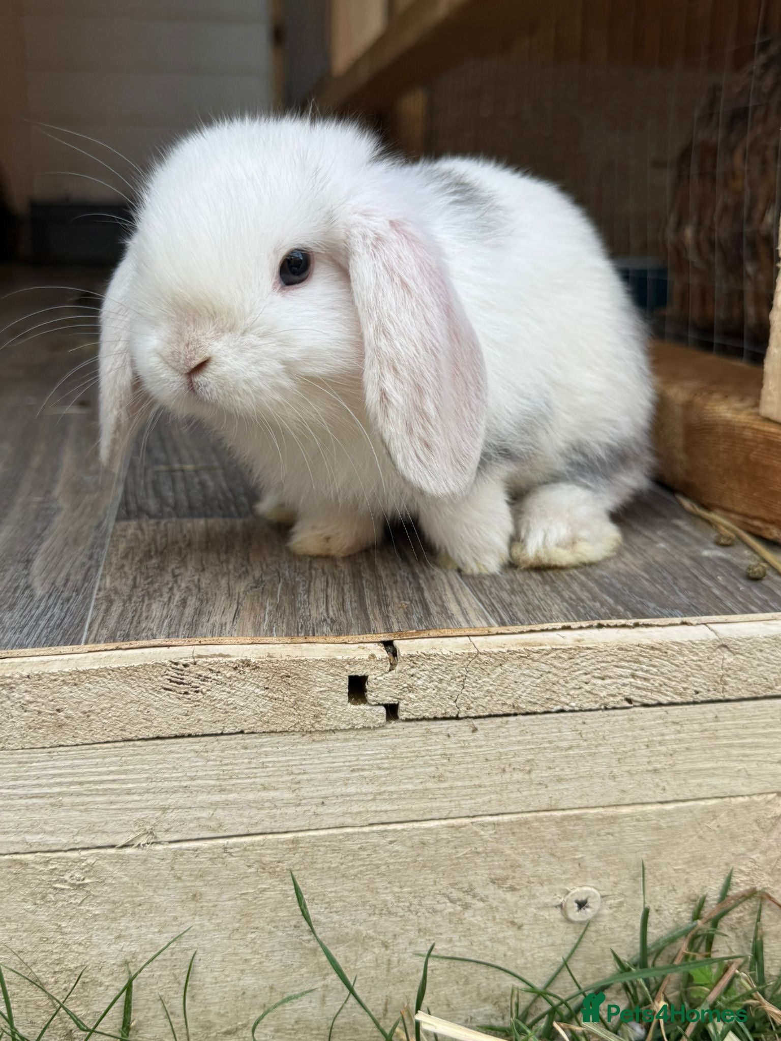 Mini Lop rabbits Beautiful babies born 29/05 - Advert 2