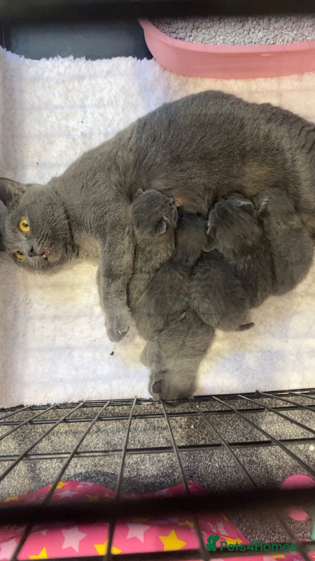 British Shorthair cats Beautiful British Shorthair Kittens  - Advert 2