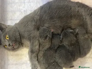 British Shorthair cats Beautiful British Shorthair Kittens - Advert 1