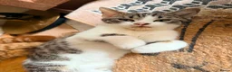 British Shorthair cats for sale: PURE BSH BOY KITTEN - ONLY £75! in Uxbridge - Advert 10