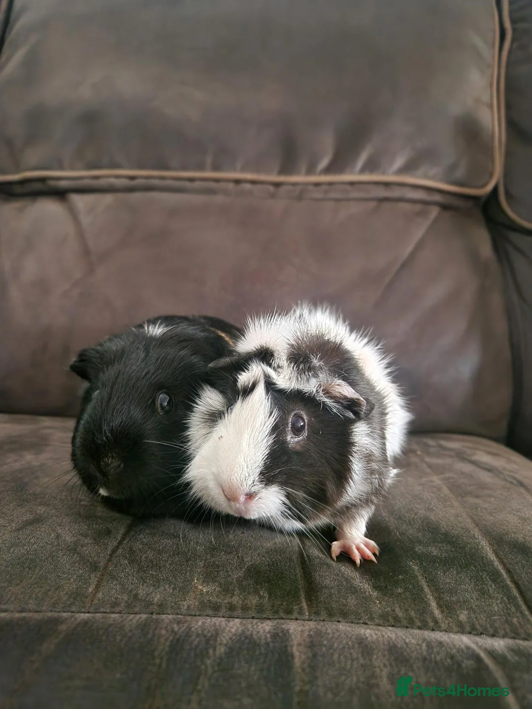 Guinea Pig rodents for sale: Bonded pair of female guinea pigs - Advert 1