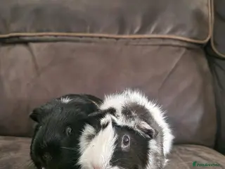 Guinea Pig rodents Bonded pair of female guinea pigs - Advert 1