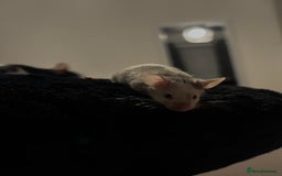 Mouse rodents for sale: fancy mice  - Image 2