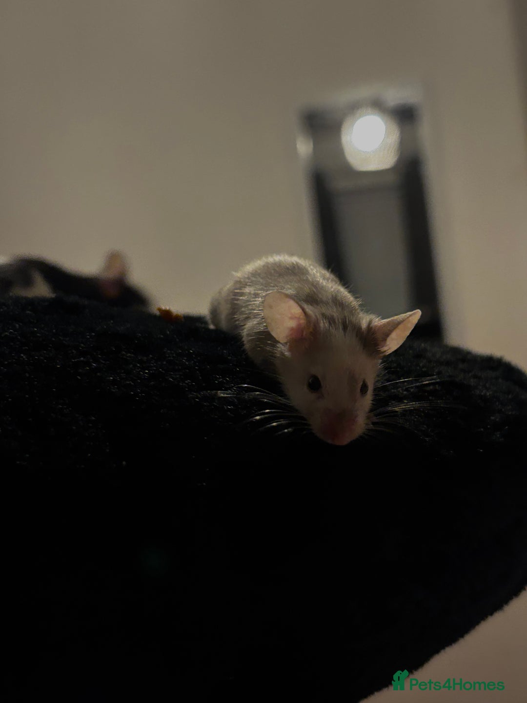 Mouse rodents for sale: fancy mice  - Image 2
