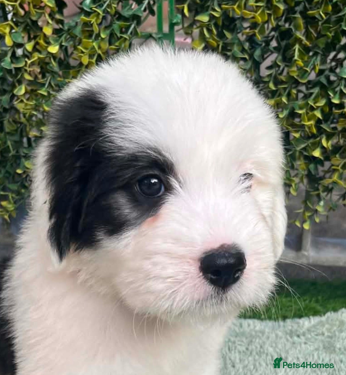 Old English Sheepdog dogs Old English x St Bernard  - Advert 8