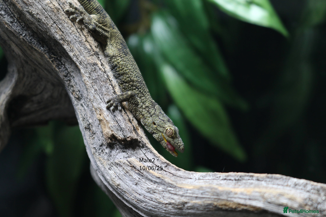 Gecko reptiles for sale: Eurydactylodes vieillardi - Chameleon gecko - Image 6