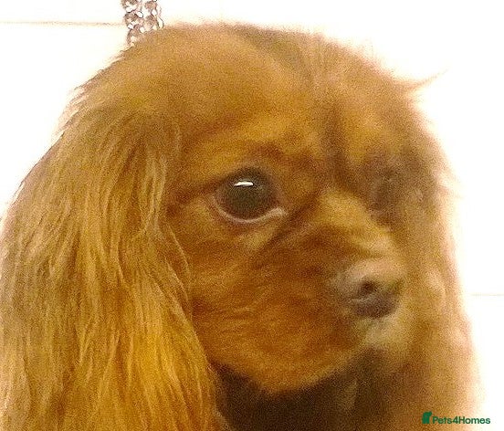 Cavalier King Charles Spaniel dogs Cavalier King Charles at stud in Sandwich - Advert 6