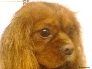 Cavalier King Charles Spaniel dogs in Sandwich - Advert 8