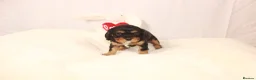 Cavalier King Charles Spaniel dogs for sale: Beautiful stunning  ckcs health care tested  - Advert 11