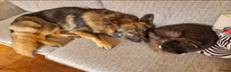 German Shepherd dogs for sale: 2 German shepherds one male one female in Sevenoaks - Advert 6