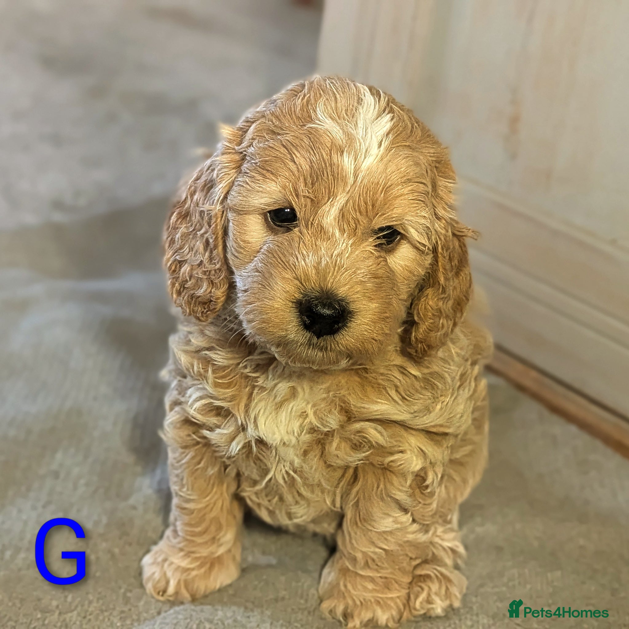 Cockapoo dogs Gorgeous F1 Cockapoo Puppies - Advert 1