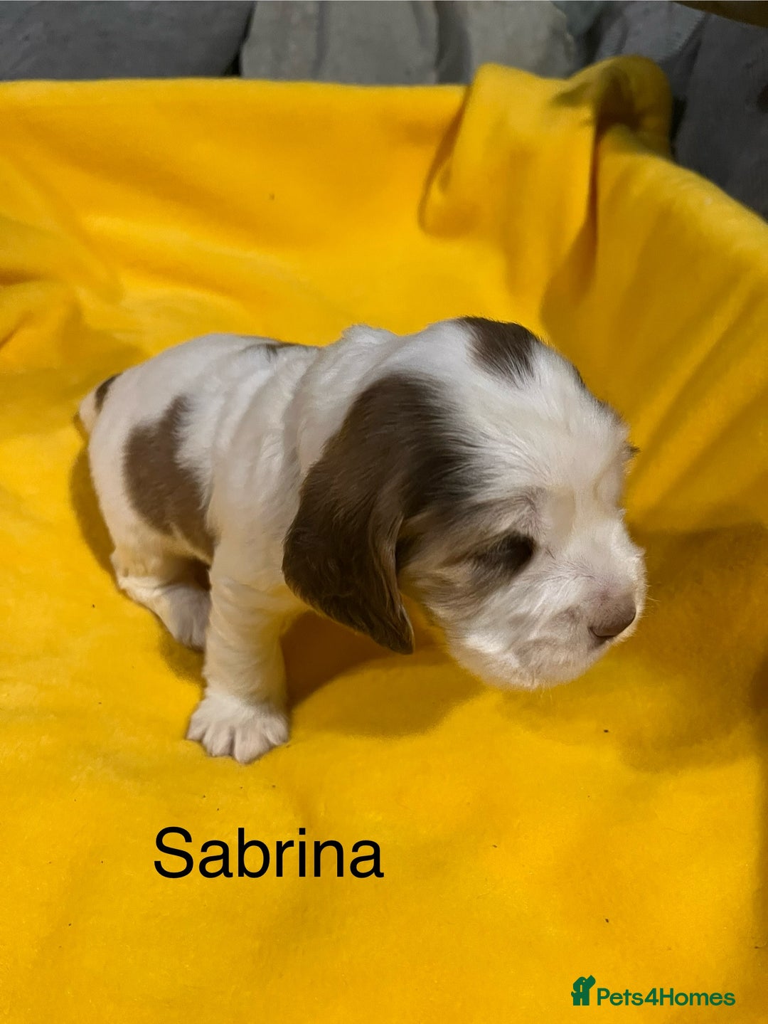 Cocker Spaniel dogs for sale: Exceptional KC registered Show Cocker Spaniels  - Image 24