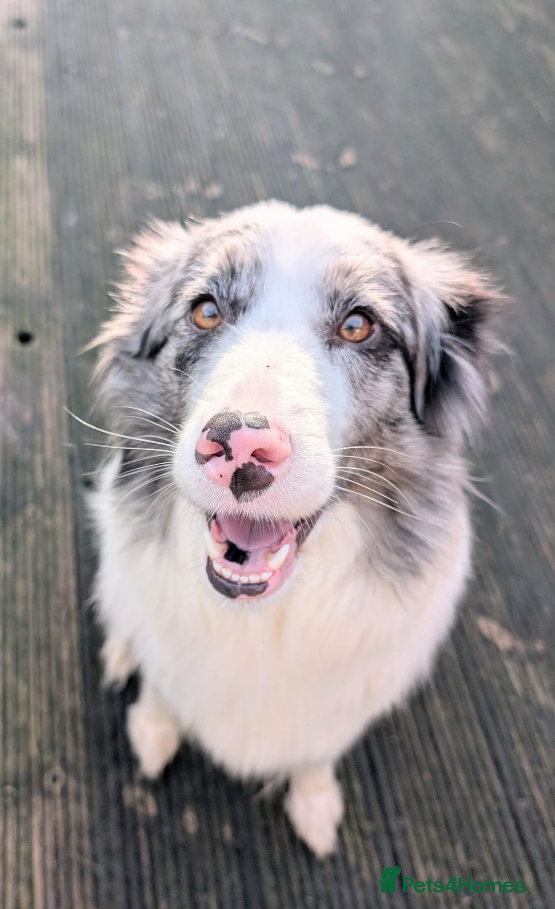 Mixed Breed dogs for sale: Beautiful Bordernese Puppies - Advert 7