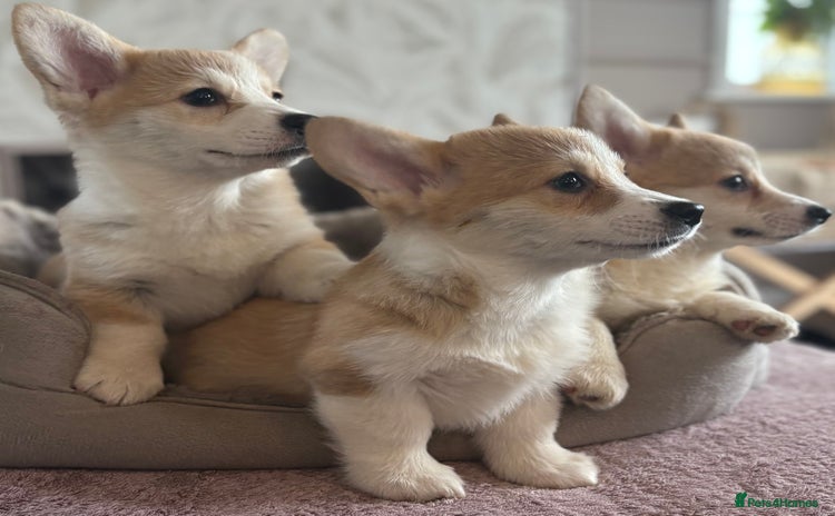 Welsh Corgi Pembroke dogs - Advert 2