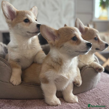 Welsh Corgi Pembroke dogs - Advert 2