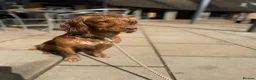 Cocker Spaniel dogs for stud: KC registered and DNA tested available for stud in Hereford - Advert 3