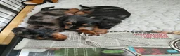 Miniature Dachshund dogs for sale: Only one beautiful dappled female left  - Advert 7