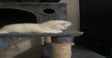 Persian cats - Advert 4