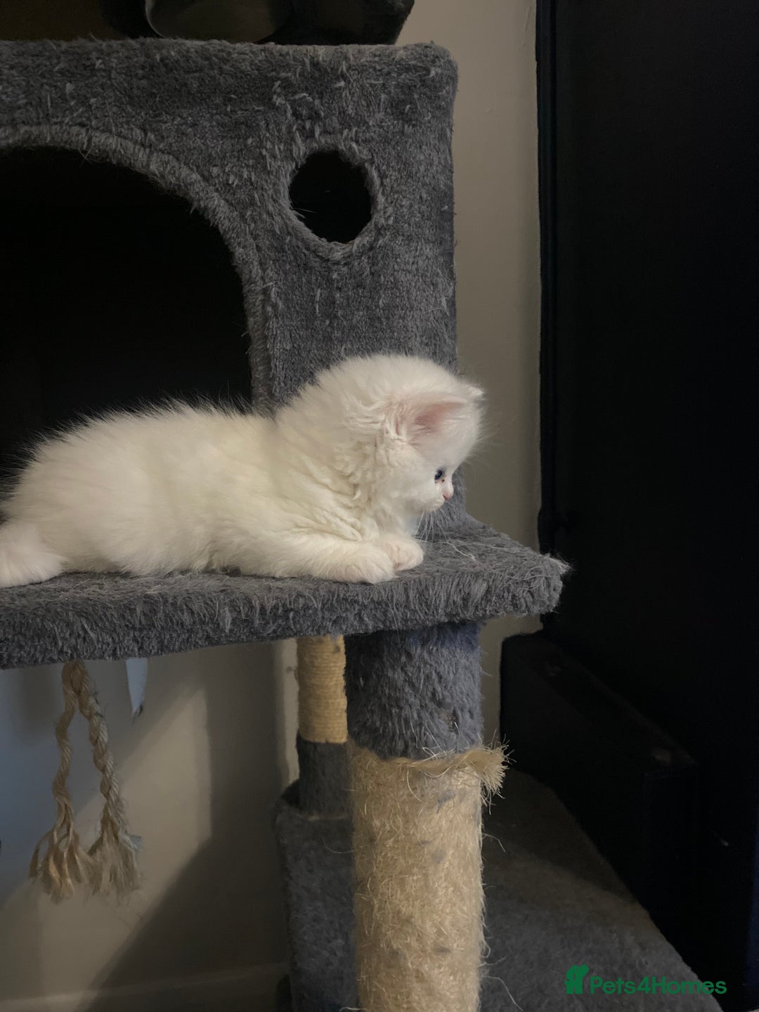 Persian cats for sale: white and orange cream doll face Persians - Image 2
