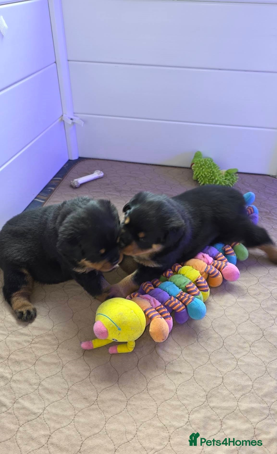 Rottweiler dogs outstanding Rottweiler pups excellent bloodlines. - Advert 2