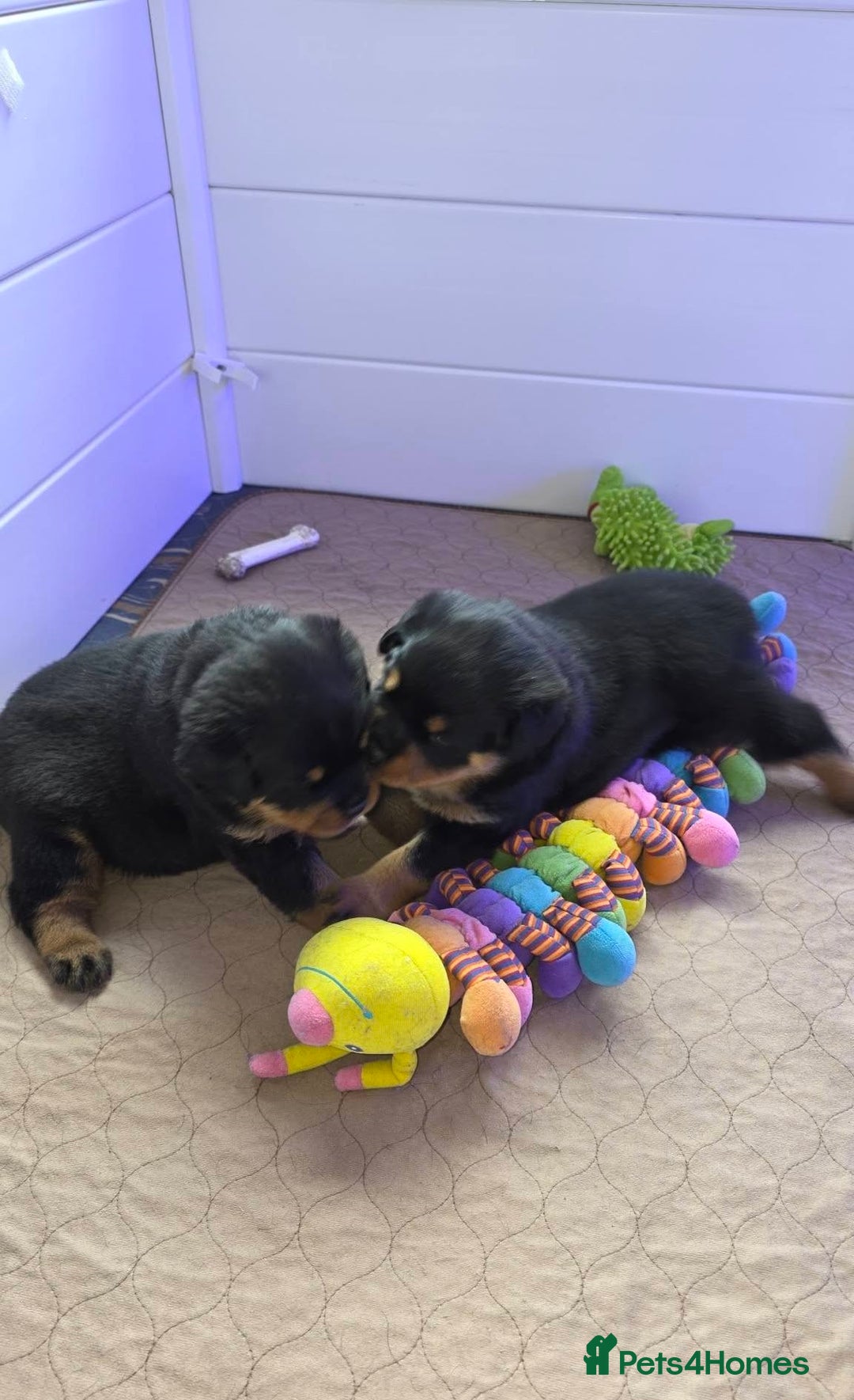 Rottweiler dogs for sale: outstanding Rottweiler pups excellent bloodlines. - Advert 1