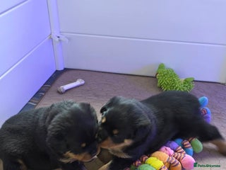 Rottweiler dogs outstanding Rottweiler pups excellent bloodlines. - Advert 1