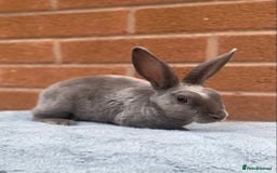 Rex rabbits for sale: Female & male mini rex rabbit kits VIENNA - Image 7