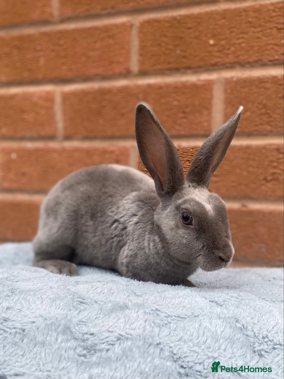 Rex rabbits for sale: Female & male mini rex rabbit kits VIENNA - Image 7