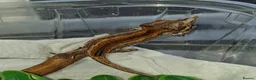 Mixed Breed reptiles for sale: Gargoyle geckos and other reptiles  - Advert 3