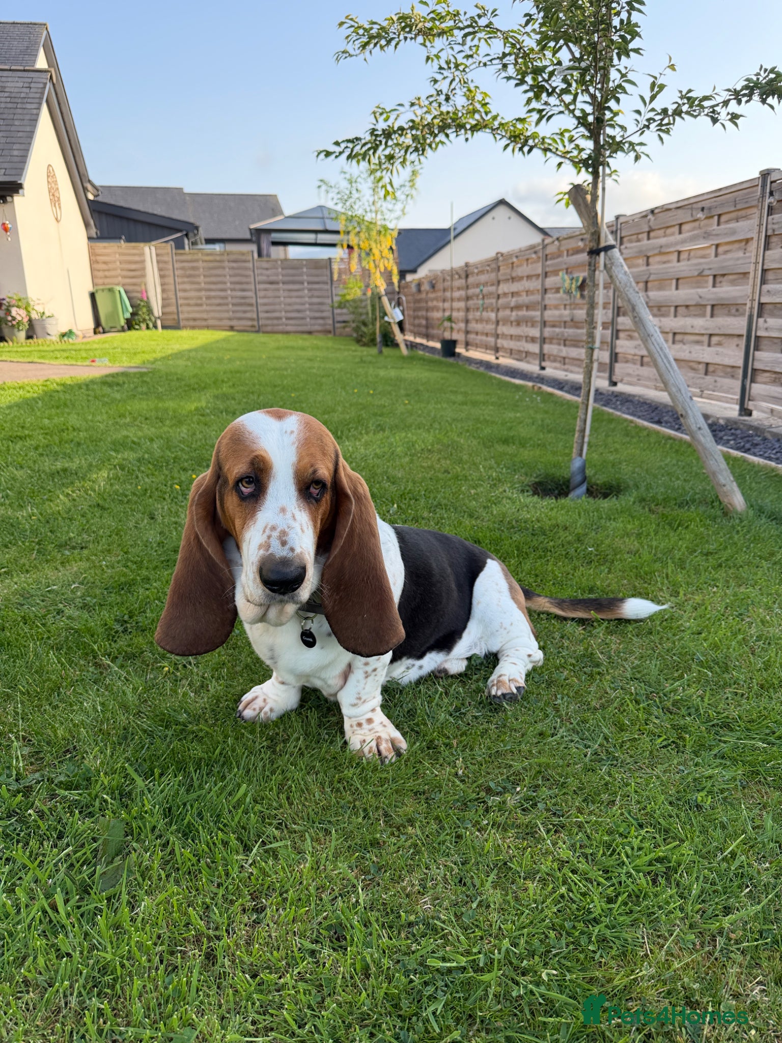 Basset Hound dogs for stud: KC reg Basset Hound Stud - Advert 4