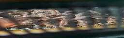 Tarantulas invertebrates for sale: 3 tarantulas with enclosures  - Advert 4