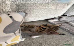Mixed Breed cats for sale: Lovely kittens looking for they new forever home - Image 2