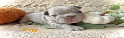 French Bulldog dogs for sale: Kc registered french bulldog puppies  - Advert 4