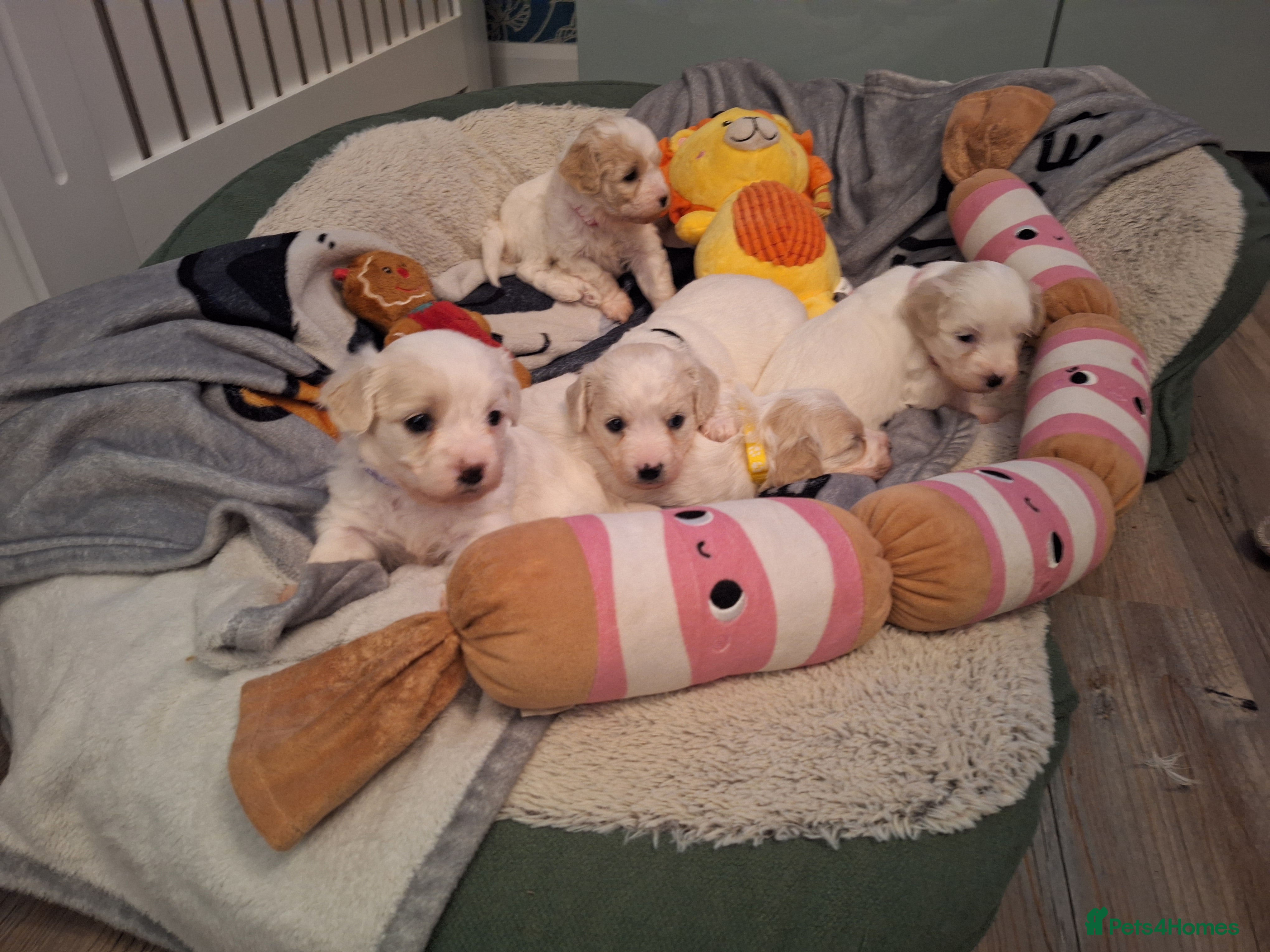 Cavachon dogs Beautiful Cavachon Puppies Needing Forever Homes - Advert 5