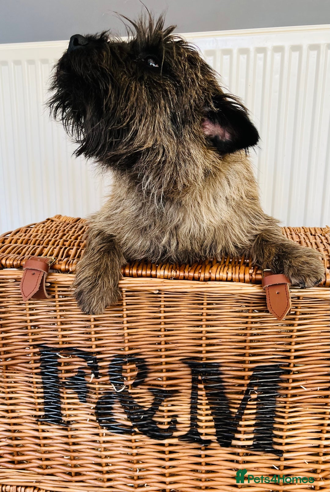 Cairn Terrier dogs for stud: Stunning kc reg CAIRN STUD in Doncaster - Advert 3