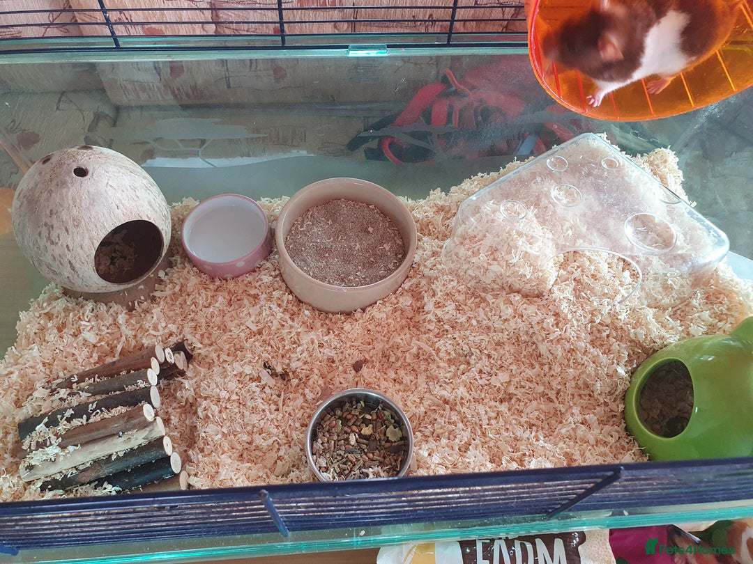 Hamster rodents for sale: 'Oreo' Syrian Hamster + Home/Accessories  - Image 2