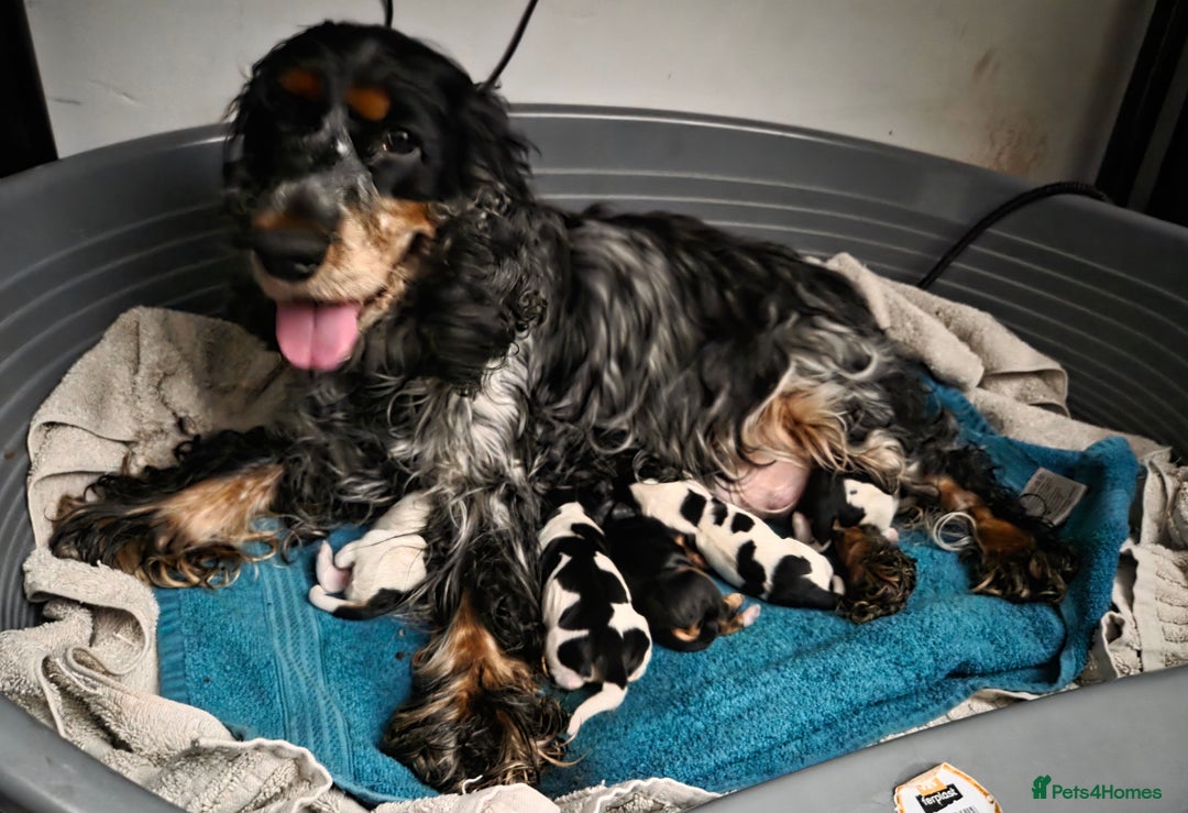 Cocker Spaniel dogs for sale: Show Cocel Spaniel- K.C. Reg. - Image 20
