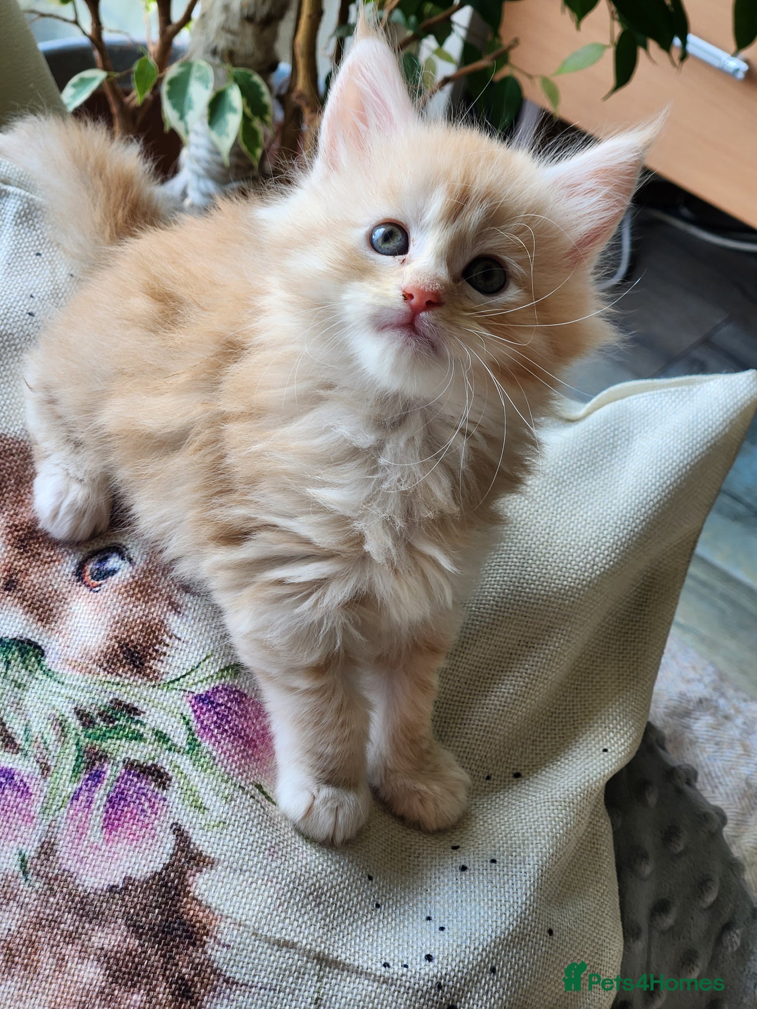 Maine Coon cats Maine Coon Kittens ready April - Advert 11